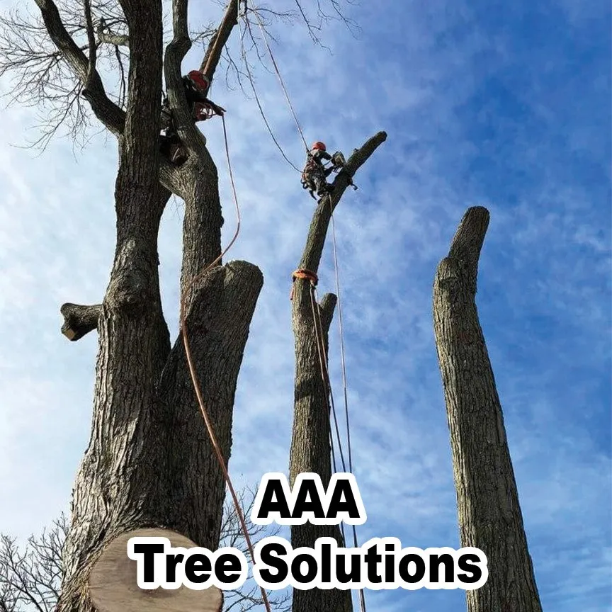 Custom residential landscaping with custom design in Des Plaines, IL by AAA Tree Solutions