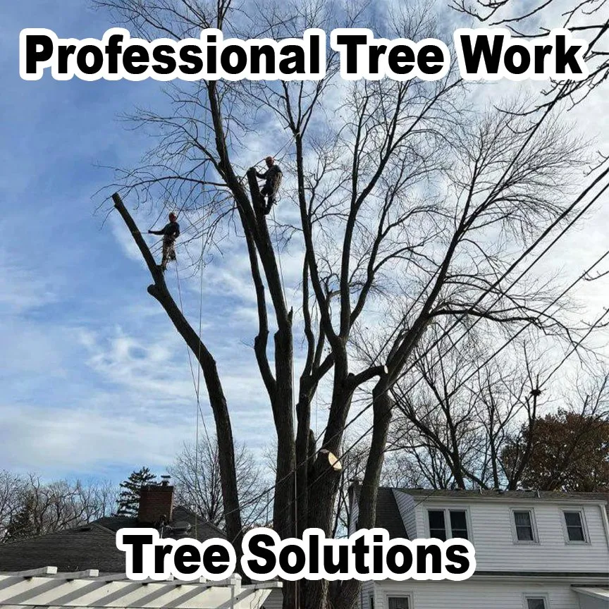 Expert lawn care service in Des Plaines, IL - AAA Tree Solutions