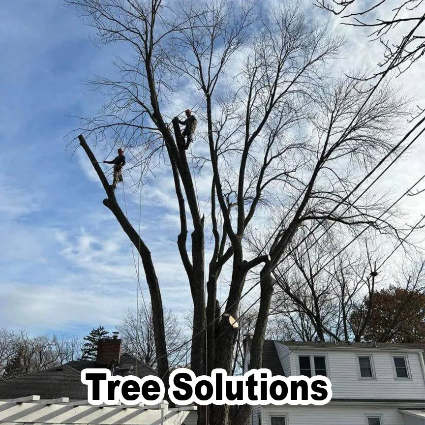 Professional landscaping services with custom design in Des Plaines, IL by AAA Tree Solutions