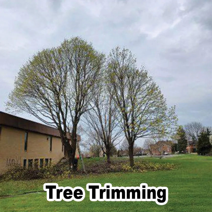 Local residential landscaping in Des Plaines, IL by AAA Tree Solutions