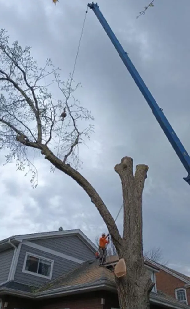 Trusted outdoor landscaping in Des Plaines, IL by AAA Tree Solutions