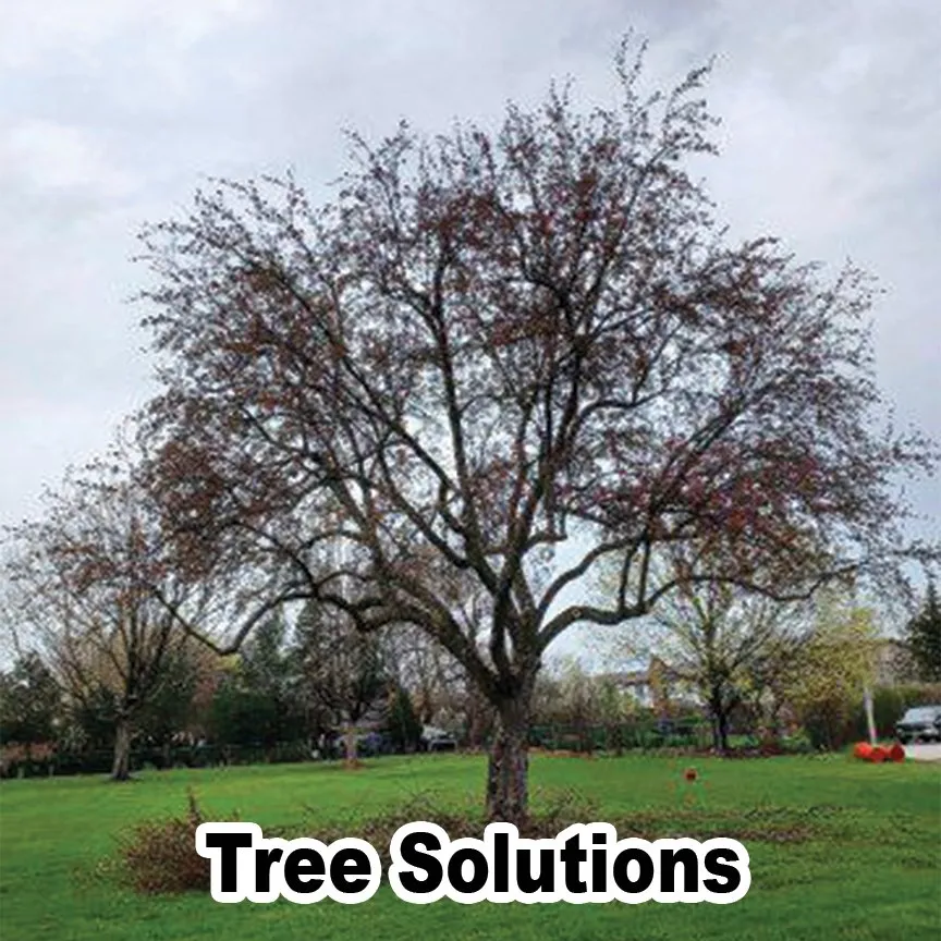 Reliable residential landscaping in Des Plaines, IL - AAA Tree Solutions