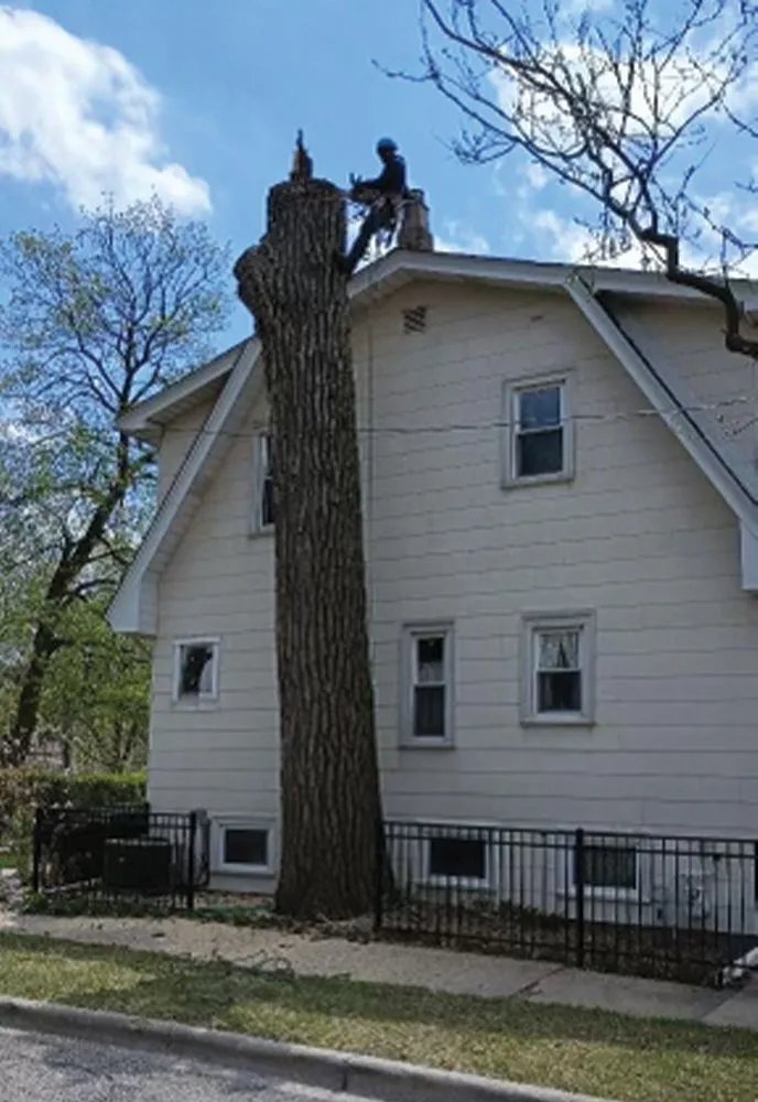 Professional landscaping services for year-round maintenance across Des Plaines, IL - AAA Tree Solutions