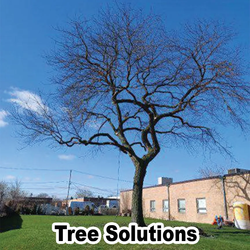 Top-rated yard maintenance in Des Plaines, IL - AAA Tree Solutions
