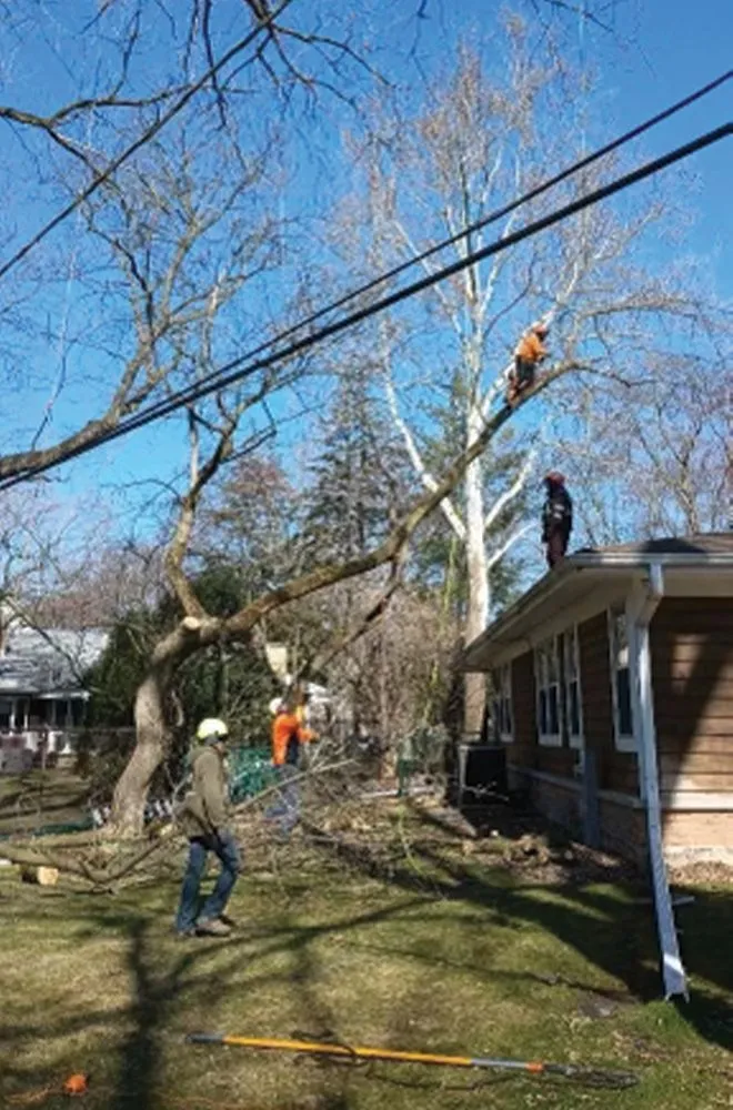 Professional yard cleanup service near you across Des Plaines, IL - AAA Tree Solutions