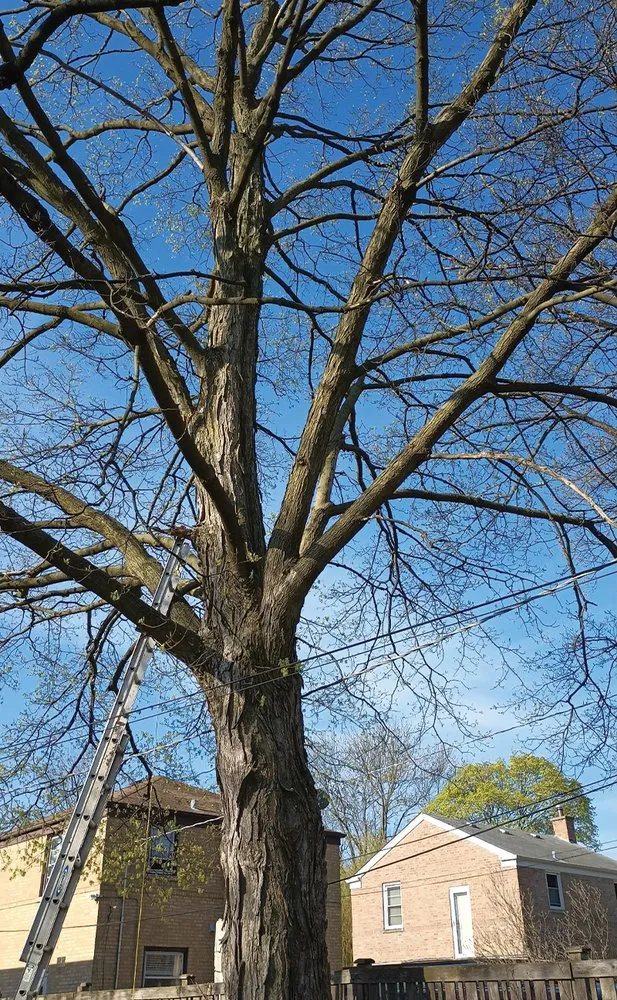 Reliable outdoor landscaping for year-round maintenance in Des Plaines, IL by AAA Tree Solutions