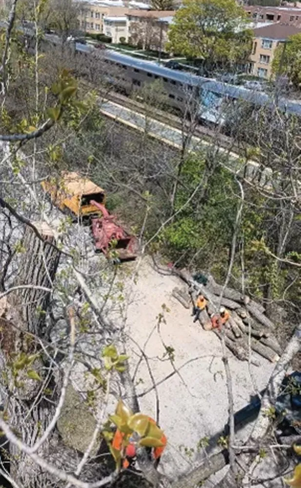 Affordable garden landscaping for year-round maintenance in Des Plaines, IL by AAA Tree Solutions