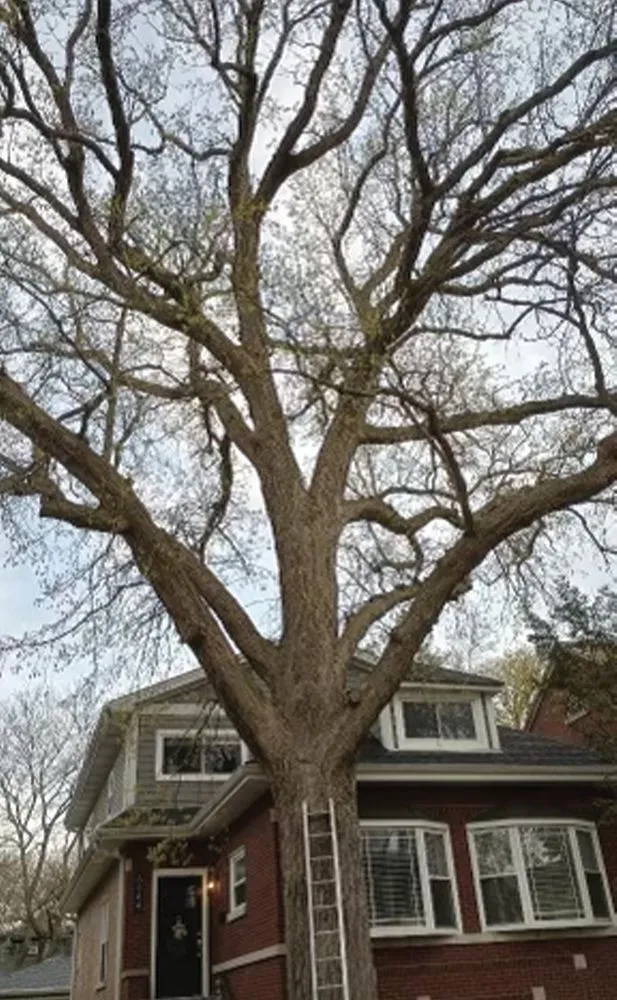 Top-rated yard cleanup service experts serving Des Plaines, IL - AAA Tree Solutions