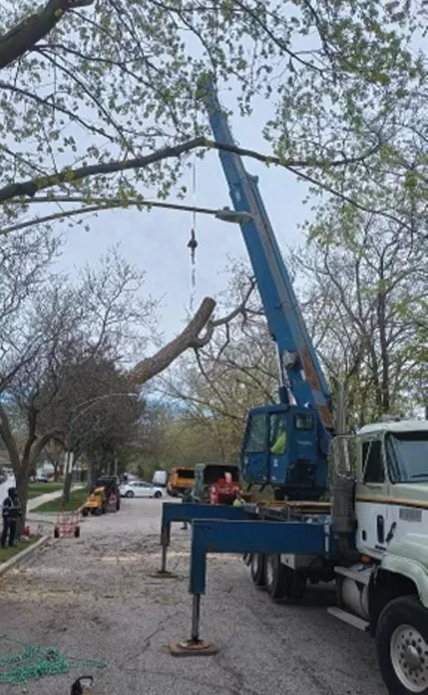 Professional yard maintenance in Des Plaines, IL - AAA Tree Solutions