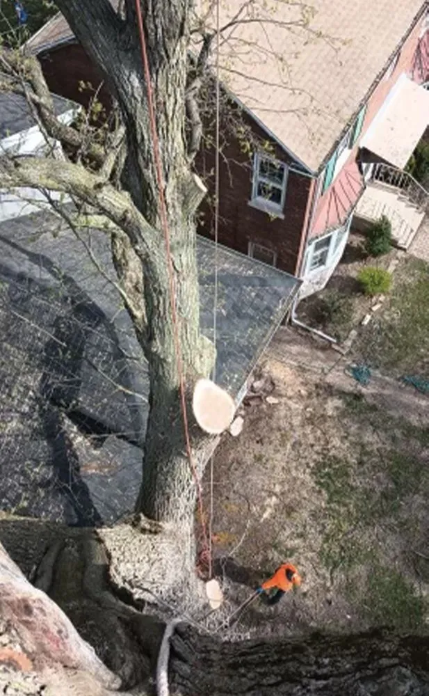 Reliable lawn mowing service in Des Plaines, IL - AAA Tree Solutions