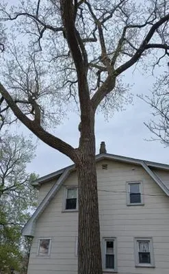 AAA Tree Solutions Logo