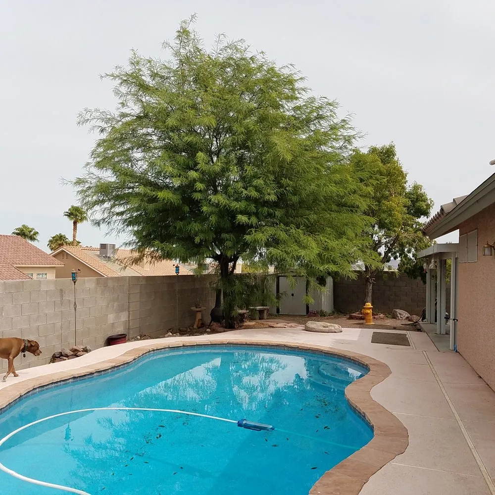 Local lawn mowing service for year-round maintenance across Las Vegas, NV - AAA Tree Specialist