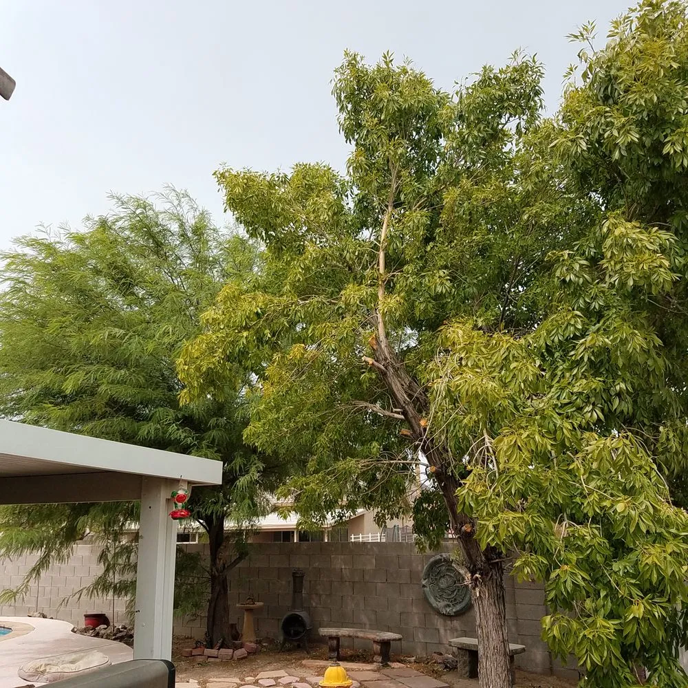 Top-rated outdoor landscaping in Las Vegas, NV - AAA Tree Specialist