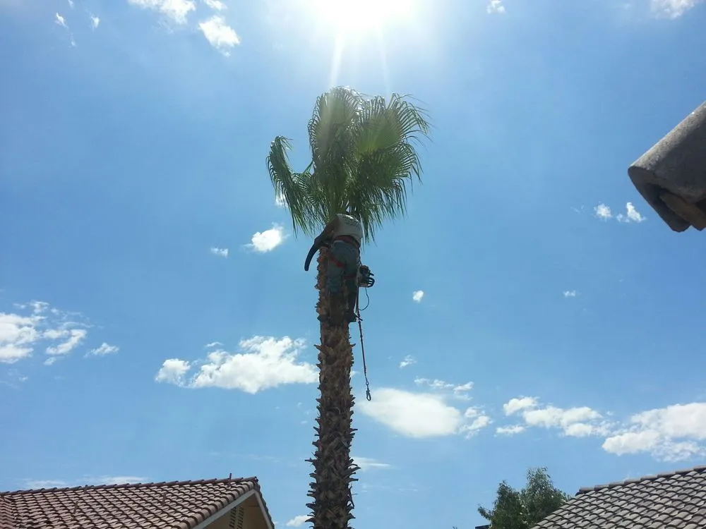 Affordable landscape design for outdoor upgrades in Las Vegas, NV by AAA Tree Specialist