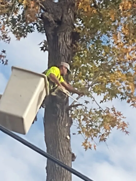 Top-rated outdoor landscaping in Union, SC by AAA Union Tree Service & Stump Removal