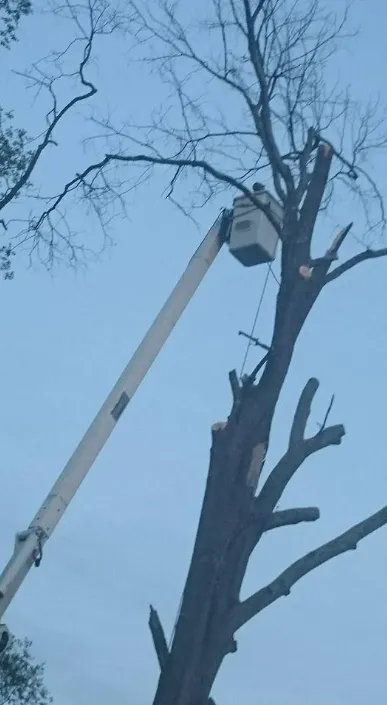 Affordable lawn care service in Union, SC - AAA Union Tree Service & Stump Removal