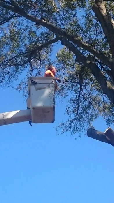 Affordable landscaping services in Union, SC by AAA Union Tree Service & Stump Removal