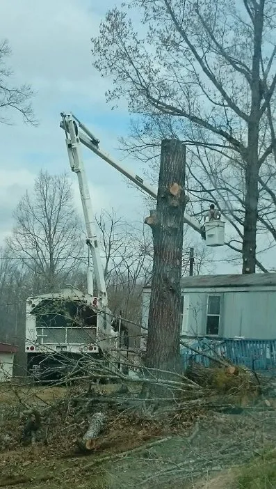 Reliable yard cleanup service in Union, SC - AAA Union Tree Service & Stump Removal