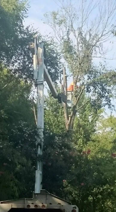 Affordable landscape installation in Union, SC by AAA Union Tree Service & Stump Removal