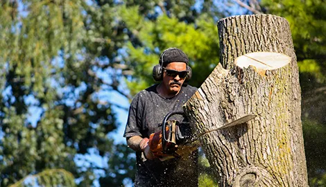 Expert yard cleanup service for year-round maintenance in Union, SC by AAA Union Tree Service & Stump Removal