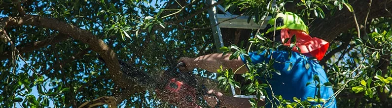 Expert residential landscaping for residential properties in Union, SC by AAA Union Tree Service & Stump Removal