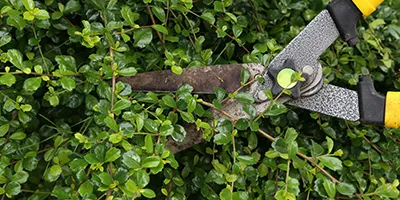 Reliable outdoor landscaping in Union, SC by AAA Union Tree Service & Stump Removal