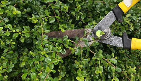 Trusted landscaping services with custom design in Union, SC by AAA Union Tree Service & Stump Removal