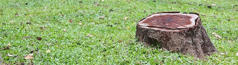 Professional outdoor landscaping for outdoor upgrades in Union, SC by AAA Union Tree Service & Stump Removal