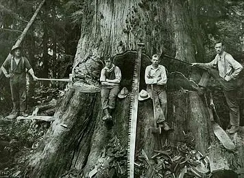 Expert outdoor landscaping in Raleigh, NC - Aadams Tree & Landscape Experts