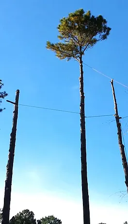 Affordable lawn mowing service in Raleigh, NC - Aadams Tree & Landscape Experts