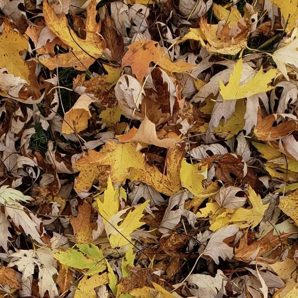 Affordable yard maintenance with custom design across Xenia, OH - AAE Lawn & Landscaping