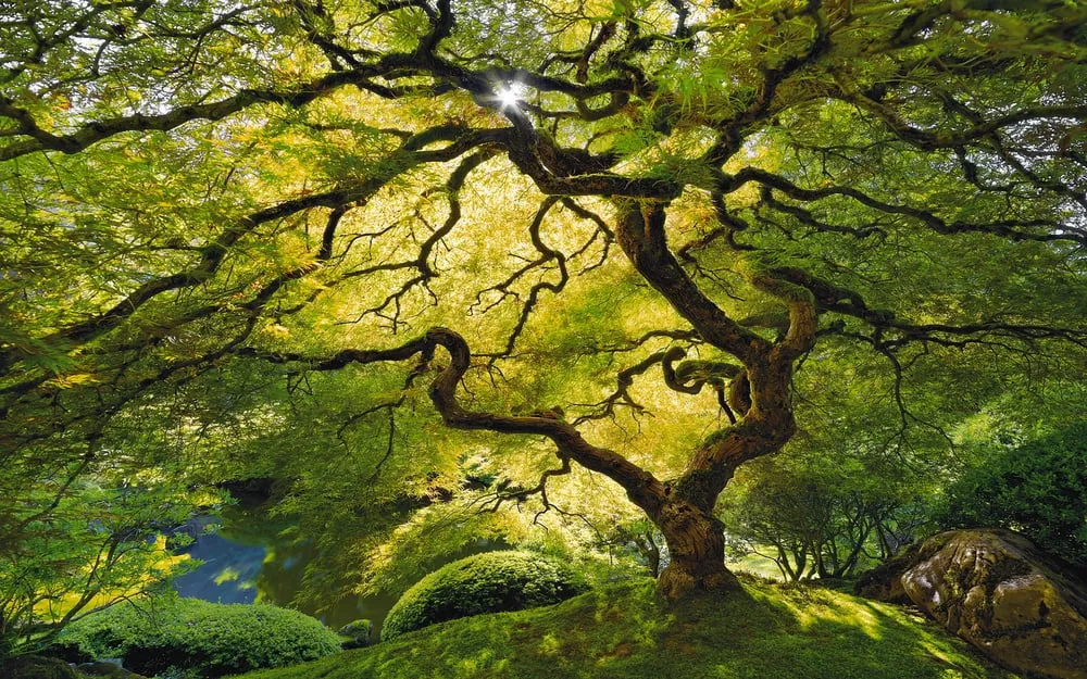 Top-rated landscape installation in Lewisville, TX - AALC