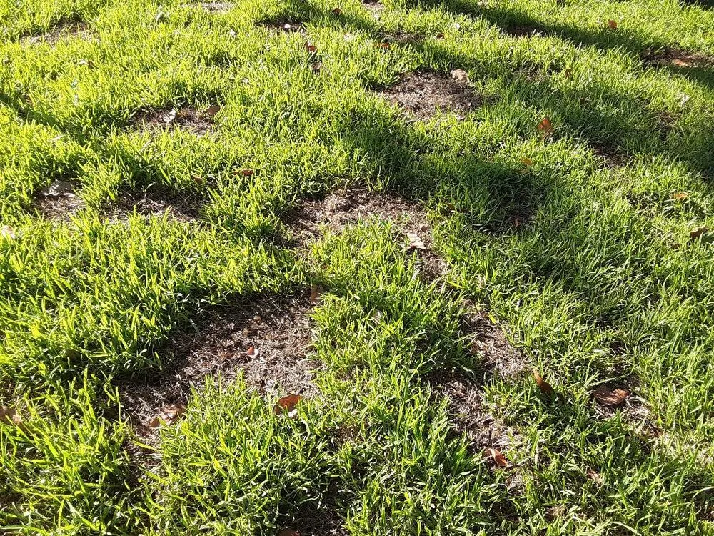 Custom landscape design experts serving Miami, FL - Aaron Agriculture