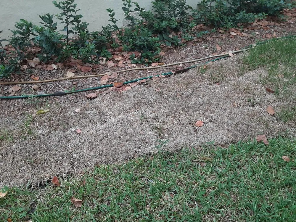 Reliable landscape design for year-round maintenance across Miami, FL - Aaron Agriculture