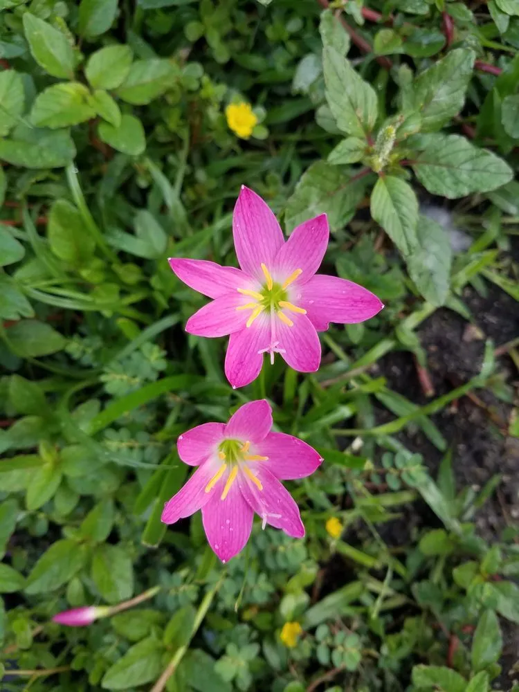 Trusted yard cleanup service in Key Largo, FL - Aaron Beyer's Lawn Maintenance