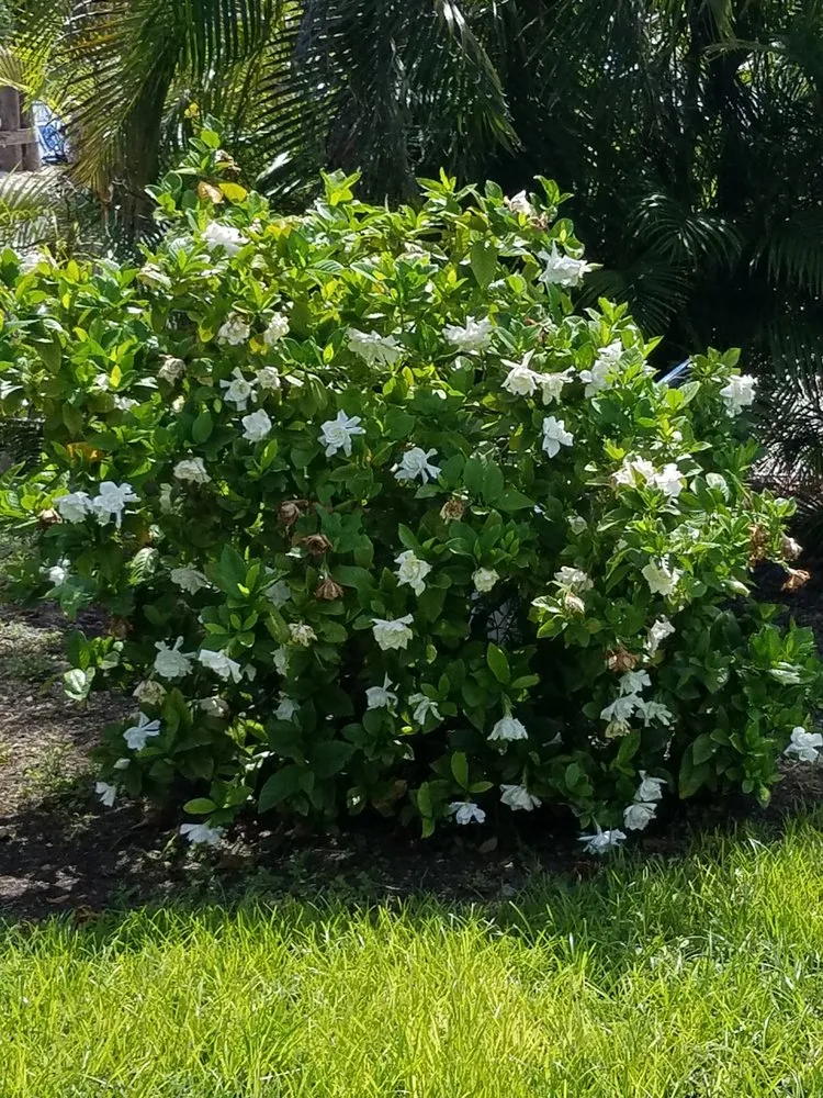 Expert lawn mowing service for outdoor upgrades across Key Largo, FL - Aaron Beyer's Lawn Maintenance