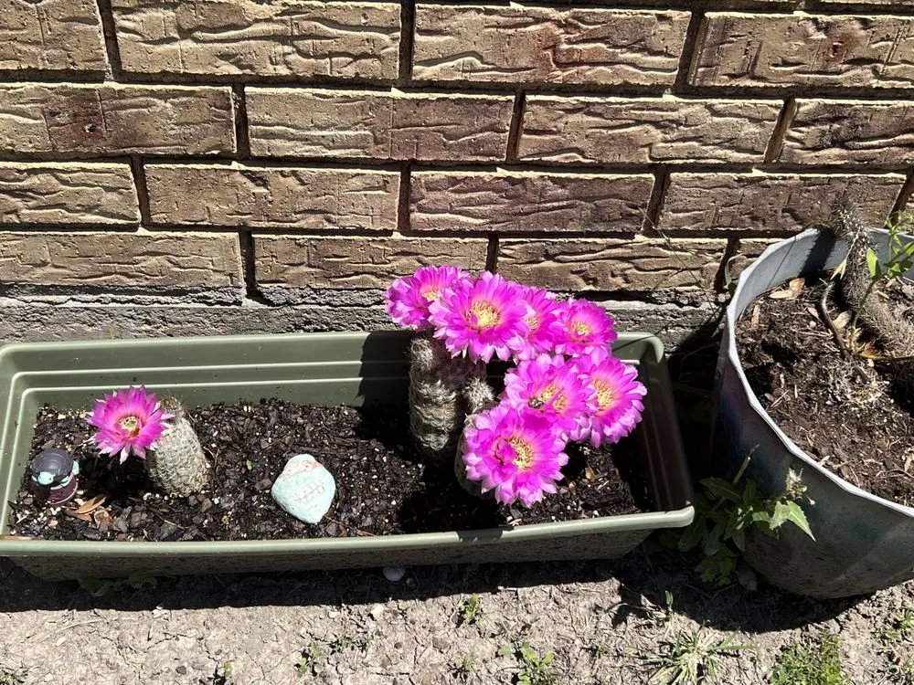 Local yard maintenance experts serving Temple, TX - Aaron Frost Lawn Care