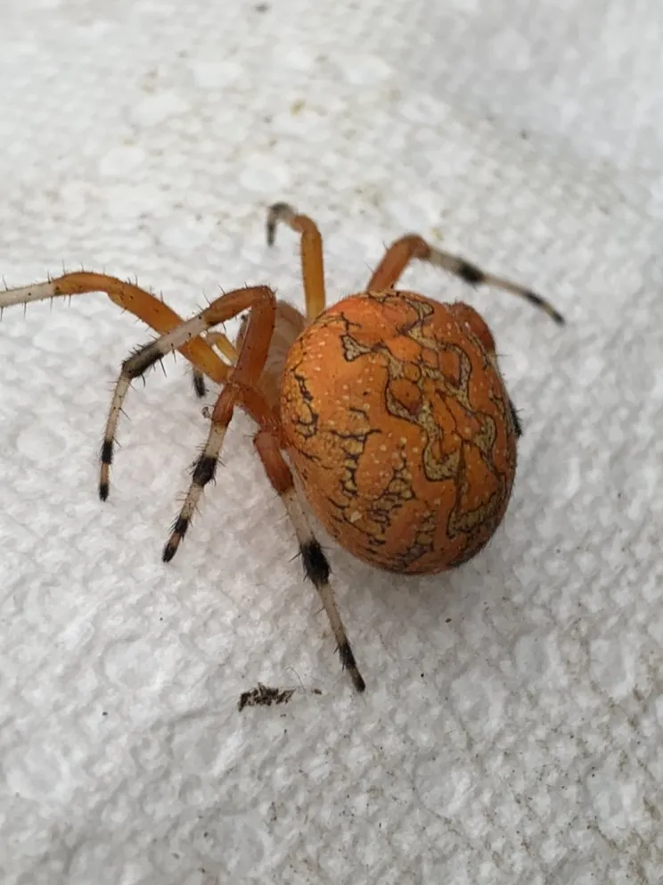 Expert outdoor landscaping in Seneca, SC - Aaron Handyman