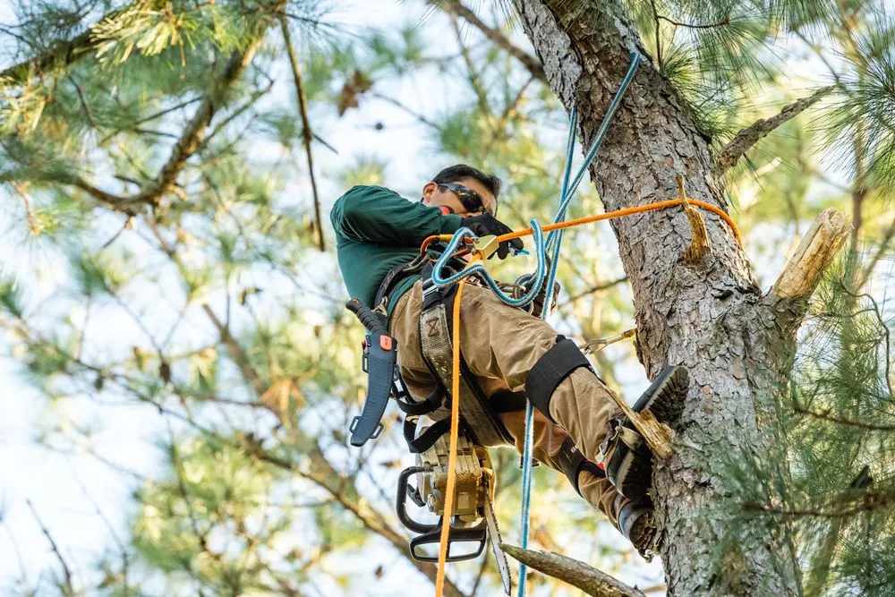 Reliable landscape installation in Ravenel, SC - Aaron Landscaping & Tree Services