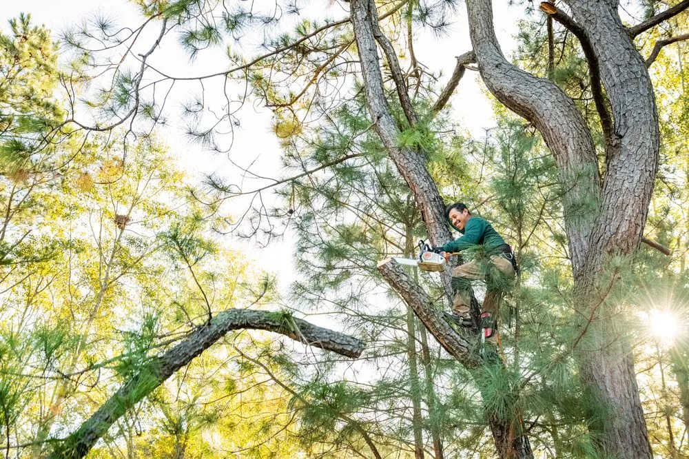 Professional outdoor landscaping for beautiful yards in Ravenel, SC by Aaron Landscaping & Tree Services