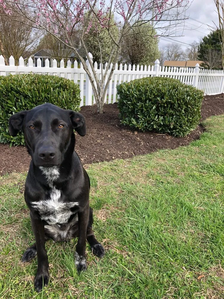 Trusted lawn care service in Milton, DE - Aaron Senturk