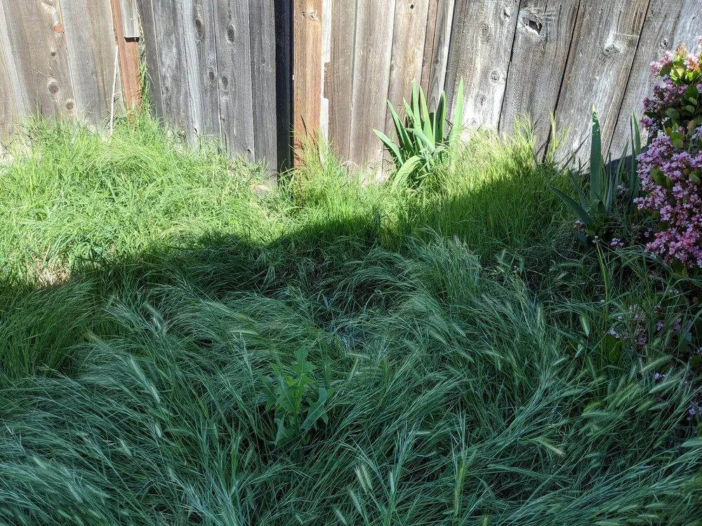 Reliable yard maintenance experts serving Modesto, CA - Aaron's Clean-Ups