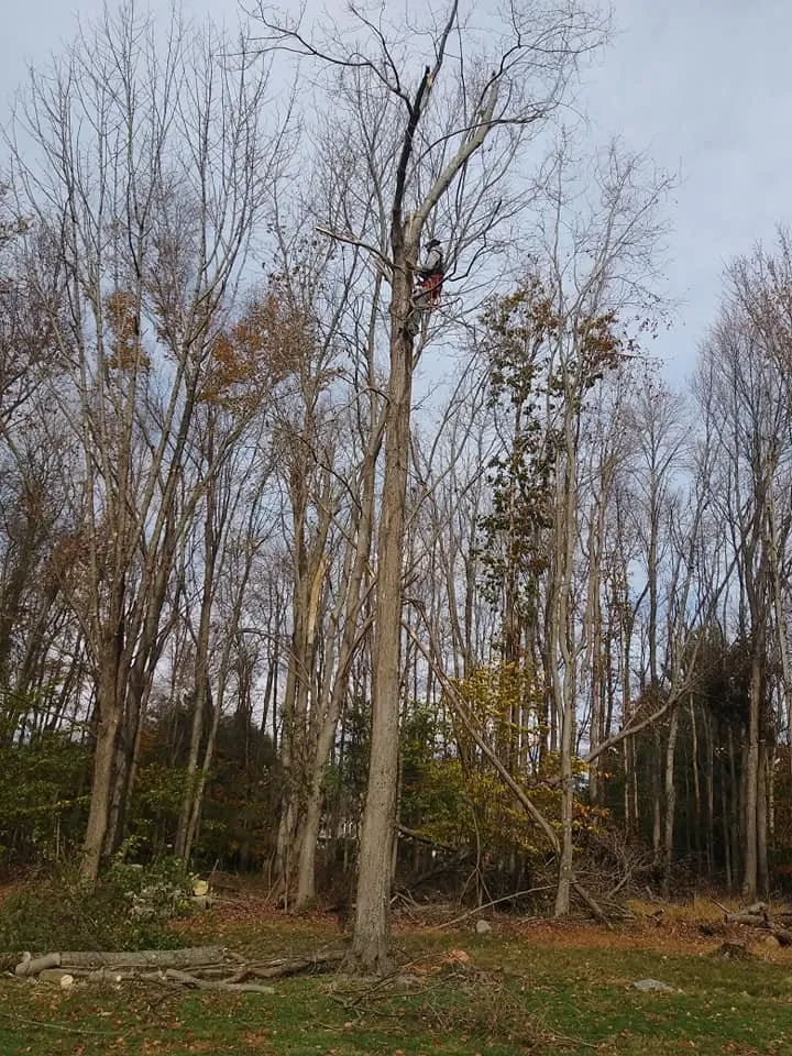 Professional residential landscaping for year-round maintenance in Stratford, CT by AAron's Land Landscaping and Masonry