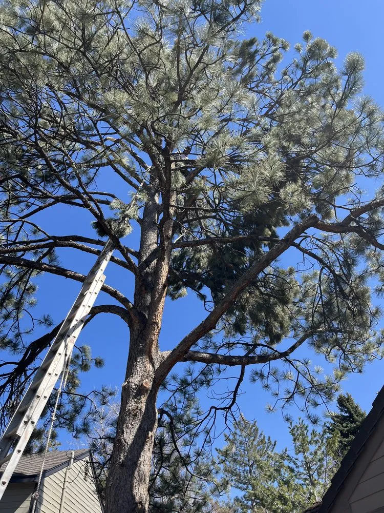 Affordable lawn care service in Westminster, CO - Aarons Landscaping and Trees