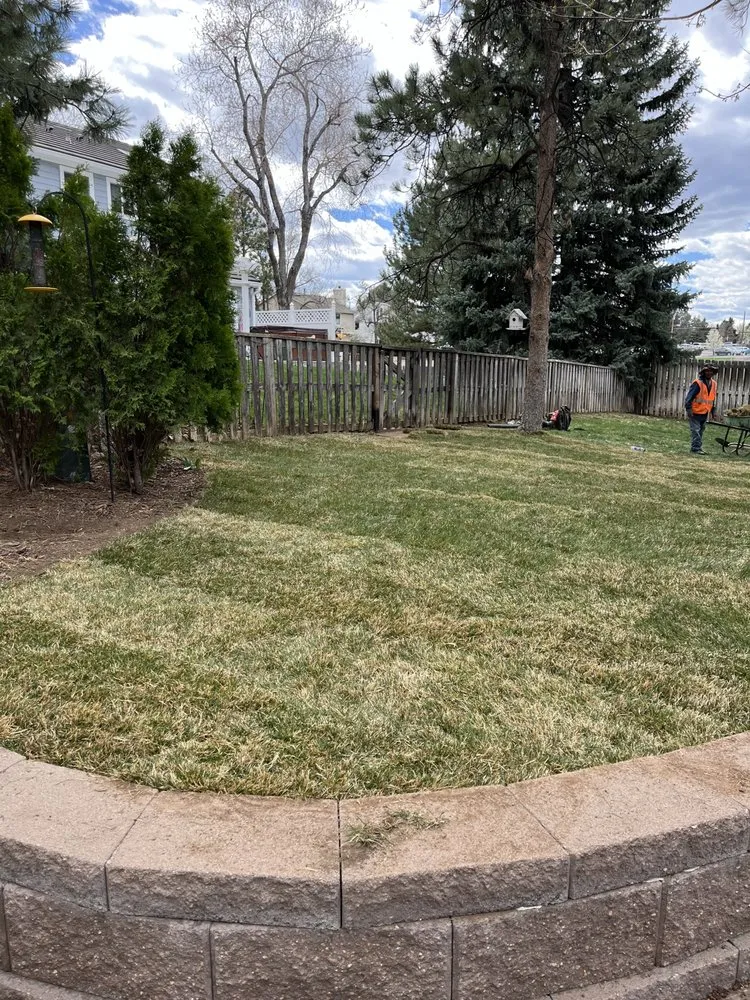Professional lawn care service for year-round maintenance in Westminster, CO by Aarons Landscaping and Trees
