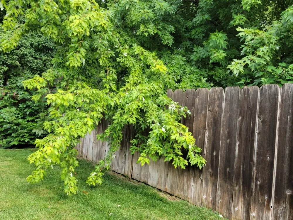 Trusted lawn care service experts serving Wichita, KS - Aaron's Lawn Service