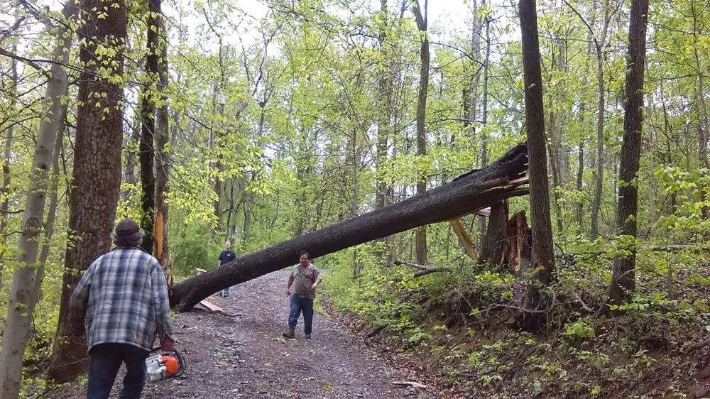 Trusted landscaping services experts serving Kingston Springs, TN - A&B American Tree Service