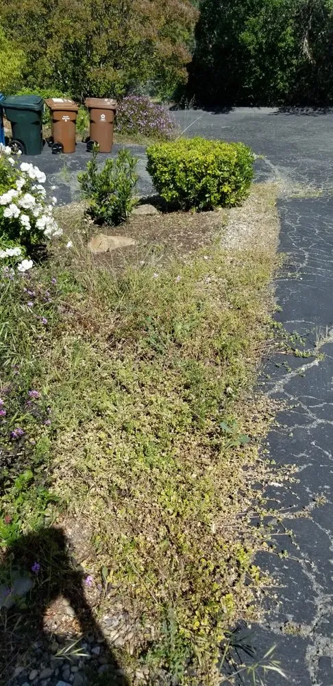 Custom yard cleanup service experts serving Walnut Creek, CA - AB Gardening Services