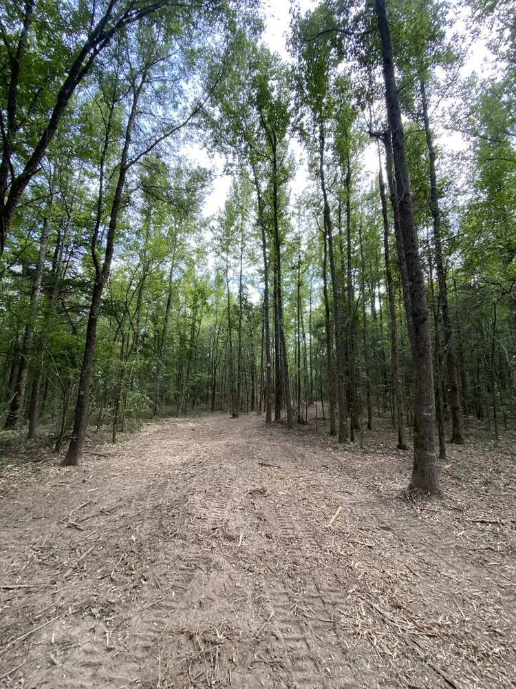 Affordable lawn mowing service for year-round maintenance in Pattonville, TX by AB Land Clearing