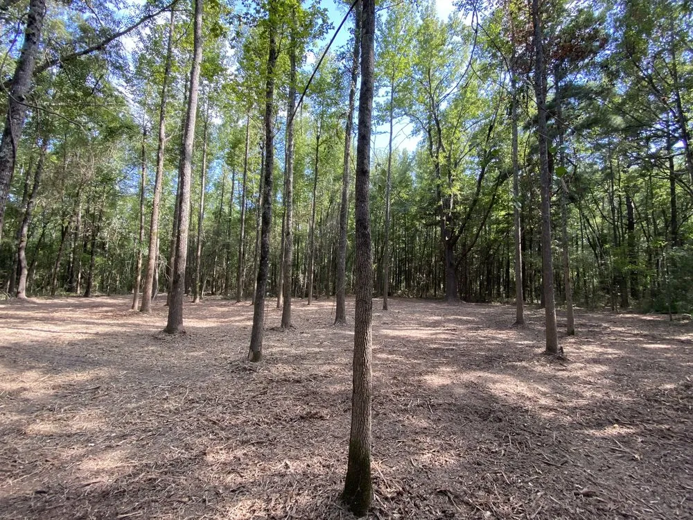 Trusted lawn care service in Pattonville, TX by AB Land Clearing